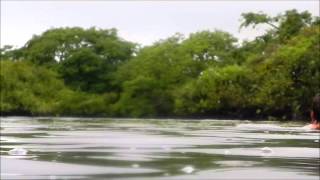 preview picture of video 'swimming with pink dolphins in Yacuma river - Amazon wetlands in Bolivia.wmv'