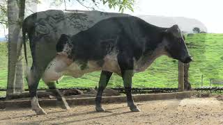 Vídeo 33 - 1º LEILÃO ANUAL SITIO TIMOTEO | VACAS 3/4 E 7/8