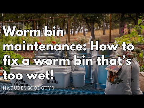 OUR WORMS ALMOST DROWNED! 🪱😱 How to fix a worm bin that is too wet