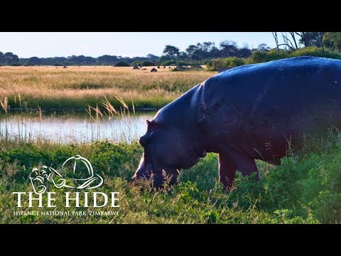 Live webcam view of The Hide Waterhole Safari Cam