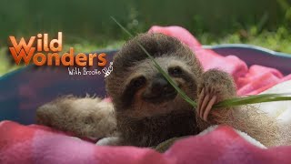 Wild Wonders with Brooke - Sloth Trailer