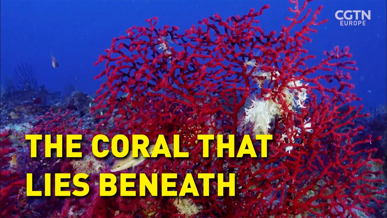 Saving the Hidden Coral of the Mediterranean