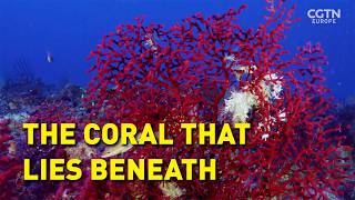 Saving the Hidden Coral of the Mediterranean