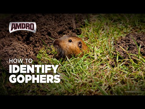 How to Identify Gophers