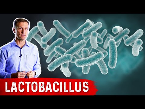 BILE What is BILE and Where is it Produced – Dr Berg