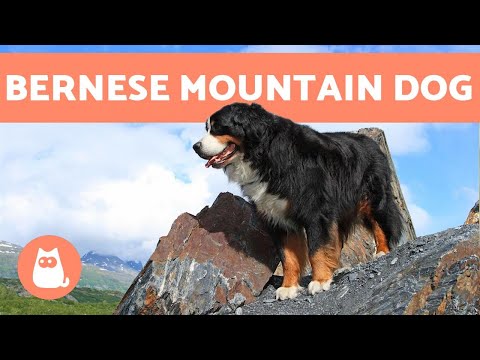 BERNESE MOUNTAIN DOG - Characteristics and Care