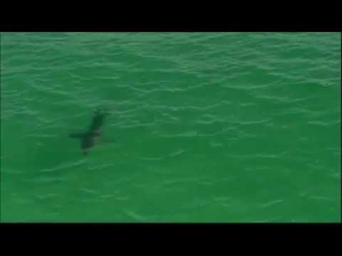 Four metre shark spotted lurking near swimmers at Wategos Beach at Byron Bay