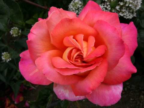 Zaim Imamović - Kasno prođoh gorom Romanijom