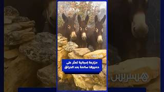 مزارعة إسبانية تعثر على حميرها سالمة بعد حرائق الغابات التي اجتاحت البلاد thumbnail