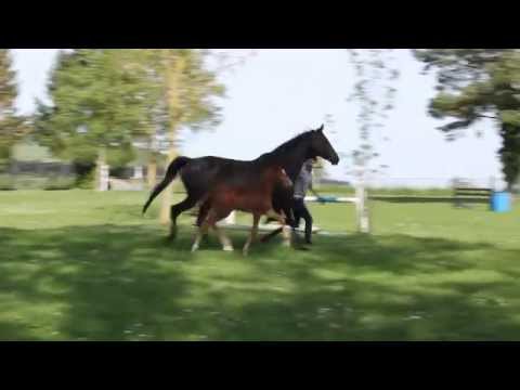 Hengstfohlen 2014 v. Follow Me-JustinianXX-Freiherr