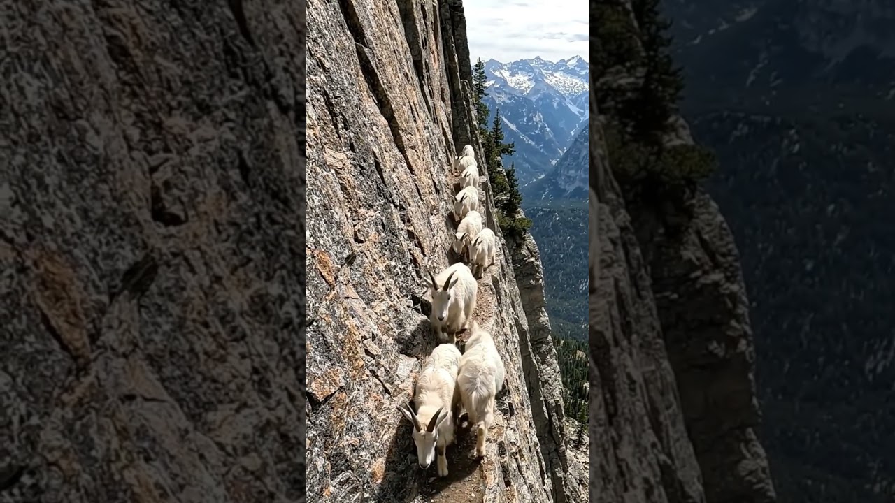 🐐💥 Mountain Goat CRUSHES Stones With His Hooves! 😱🪨 #MountainGoat #Nature #Wildlife