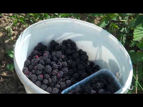 Kako se uzgajaju kupine na OPG-u Bagarić? - Zlatno klasje #227