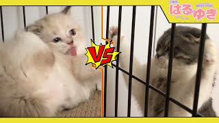 子猫と7倍大きい子猫が喧嘩するとこうなります【召喚獣はるとゆき】