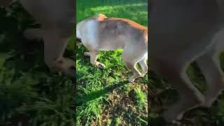 Boerboel tail wag