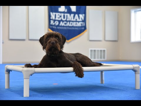 Hank (Pudelpointer) Puppy Camp Dog Training Video Demonstration