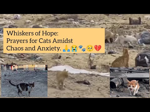 Prayers for Cats in Turbulent Times. #catlover #healingprayer