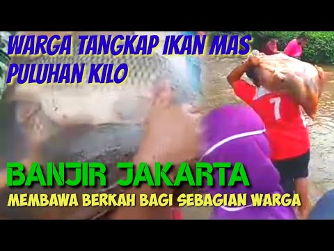 Banjir Jakarta Membawa Berkah - Warga Dapat Ikan Mas Puluhan Kilo Gram