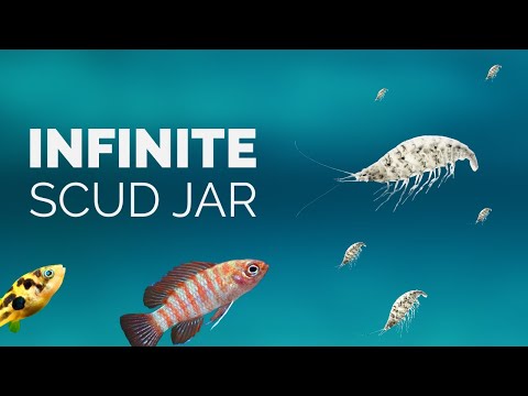 The SECRET to growing live food for your fish tank (How to culture scuds)