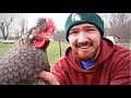 What It Looks Like In A Day Of OWNING CHICKENS
