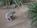 lonely koala 