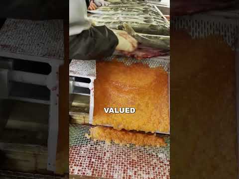 How Salmon Roe Is Harvested