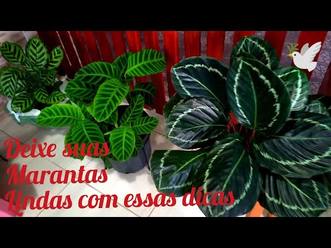 , title : '20 espécies de  folhagens marantas Calathea plantas que não precisam de sol dicas e cuidados'