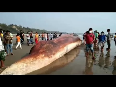 কক্সবাজার সৈকতে দুইদিনে দুইটি মৃত তিমি | ETV News