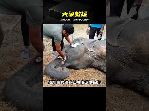救援大象突發意外，結局嚇了一跳 #大象 #野生动物 #救援 #意外 #剧情
