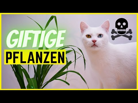 , title : '8 tödlich giftige Pflanzen für Katzen ☠️ Verbanne sie SOFORT! 🟢'