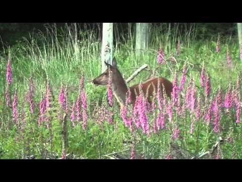 Jagd im Juni - Sommerjagd auf Rotwild Teil 2 - Beute machen