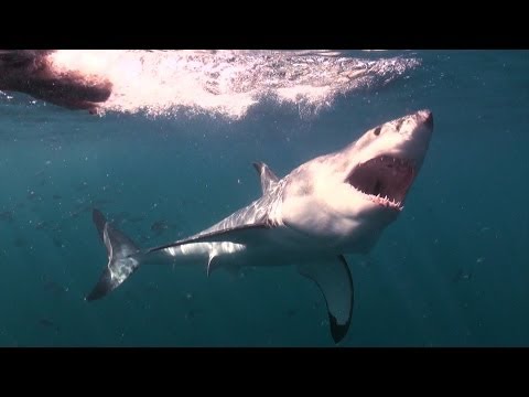 Mad or Brave? Swimming with Great White Sharks | Deadly 60 | South Africa | Series 3 | BBC Earth