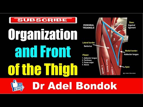 Anatomy of the Front of the Thigh, Dr Adel Bondok
