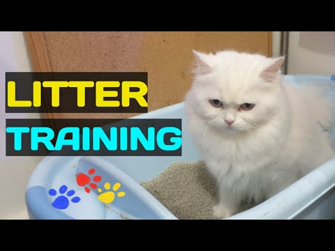 PAANO TURUAN ANG PUSA KUNG SAAN DUDUMI AT IIHI | HOW TO LITTER TRAIN A KITTEN | CAT LITTER