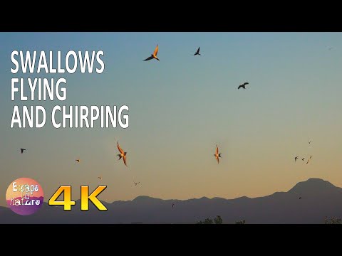 4K Swallows flying and chirping in the morning - Swallow sounds - Relaxing nature sounds