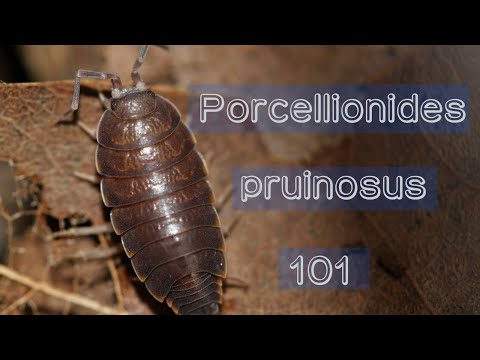 Svinka modrá (Porcellionides pruinosus) — terárium, kŕmenie a správanie