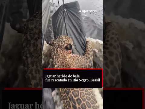 Jaguar herido de bala fue rescatado en Río Negro, Brasil