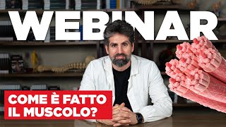 Com'è fatto il muscolo