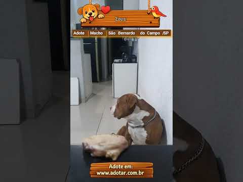 Vídeo de Zeus 