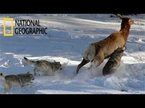 , title : 'El valle de los lobos | Documental National Geographic Español'