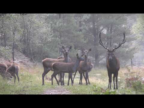 Wild Red Stag Roars Early Morning In The Forest. Zrzuty
