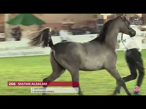N.266 SULTAN ALSALAM - The Saudi National Championships 2023 - Yearling Colts (Class 7B).mp4