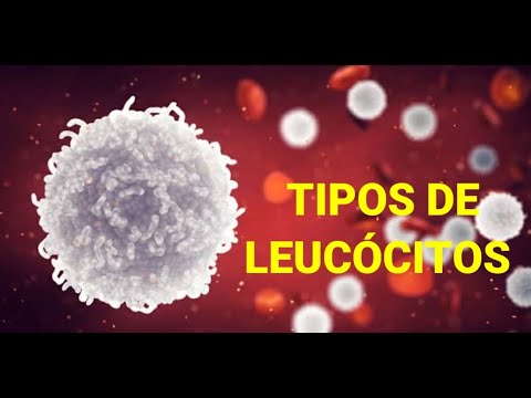 Tipos de leucócitos