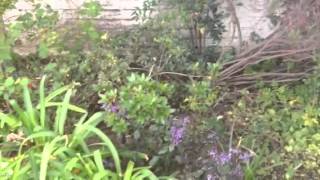 Feng Shui tips for an Autumn Garden