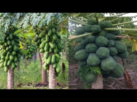 World Best Papaya Fruit Farming in 2017-18 Video