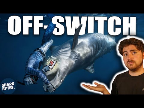 Why Evolution Left Sharks With This Useless Ability