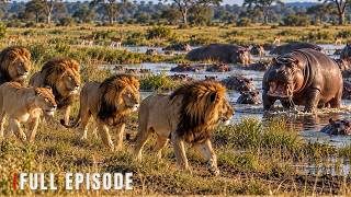 Wildlife Survival | Built to Survive Until the Rules Change | Wildlife Documenta