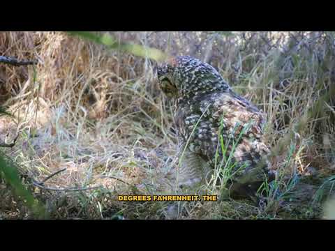 The Unbelievable Power of the Pistol Shrimp - Complete Guide