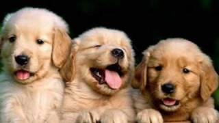 Golden Retriever Tribute