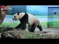 功夫圓寶以上鞍馬的方式上木架展現超強臂力與腰力,倚著木架坐等吃飯|Giant Panda Yuan Bao,圆宝,貓熊,大貓熊,大熊貓