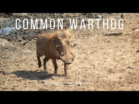 The Common Warthog | Fierce Looking Popular Porker | 5 Facts 🐗